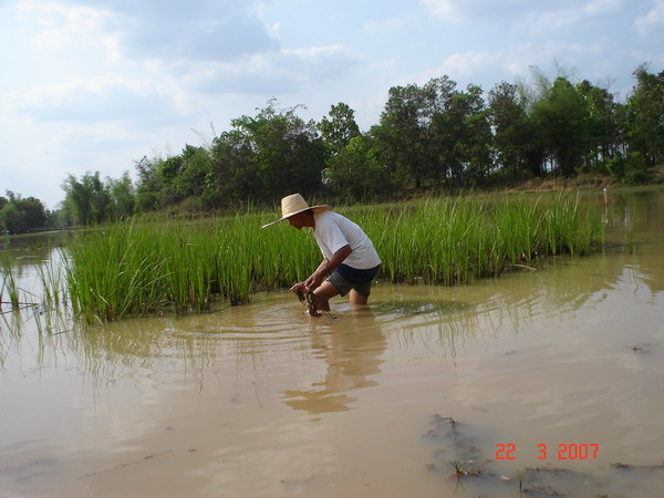 ภาพตัวอย่าง 22 มี.ค. 2550 ไปหาบัวแดงมาปลูกในสระที่ขุดใหม่