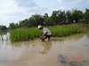 ภาพตัวอย่าง 22 มี.ค. 2550 ไปหาบัวแดงมาปลูกในสระที่ขุดใหม่