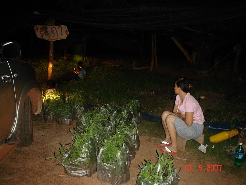 ภาพตัวอย่าง 12/05/2550 ปลูกไม้ยูคาฯ (พันธุ์เพาะด้วยเมล็ด) ณ ไร่มหาแซม อ.ปลาปาก จ.นครพนม